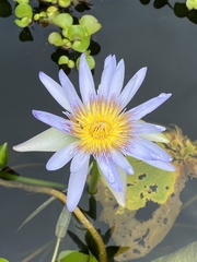 Nymphaea elegans