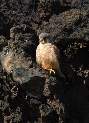 Falco tinnunculus dacotiae