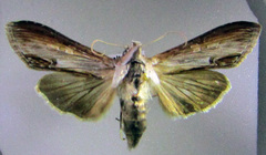 Cucullia asteris