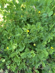 Medicago polymorpha
