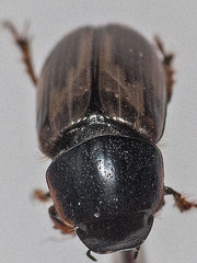 Melinopterus consputus