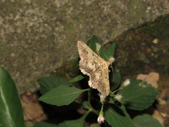 Ruttellerona pseudocessaria