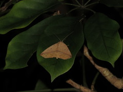 Ugia purpurea