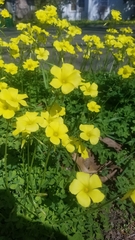 Oxalis pes-caprae
