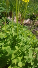 Oxalis pes-caprae