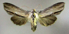 Cucullia blattariae