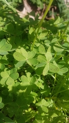 Oxalis pes-caprae
