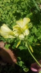Oxalis pes-caprae