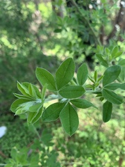 Genista monspessulana