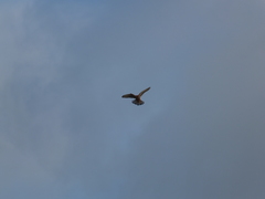 Falco tinnunculus dacotiae