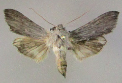 Cucullia chamomillae