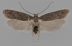 Neofaculta ericetella