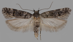 Teleiopsis diffinis