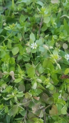 Stellaria media