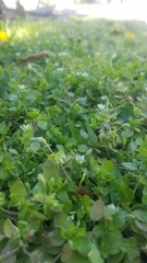 Stellaria media