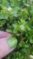 Stellaria media