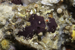 Chelonaplysilla noevus