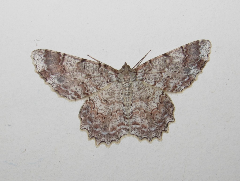 Epimecis vexillata