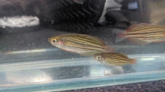 Macculloch's Rainbowfish photo 2