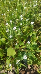 Claytonia perfoliata