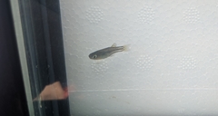 Pseudomugil gertrudae