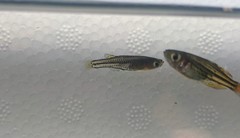 Pseudomugil gertrudae