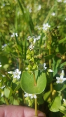 Claytonia perfoliata
