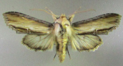 Cucullia gozmanyi