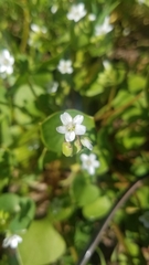 Claytonia perfoliata