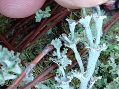 Cladonia rappii