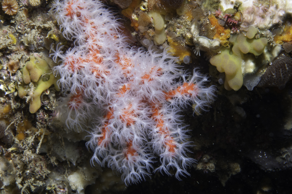 Red coral colony with open white polyps on a shaded rock wall