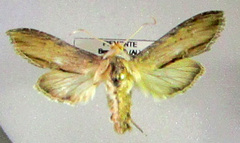 Cucullia lanceolata