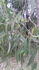 Eucalyptus radiata