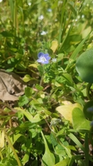 Veronica persica