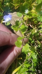 Veronica persica