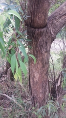 Eucalyptus radiata
