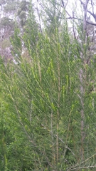 Cassinia arcuata