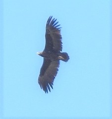 Aegypius monachus