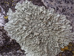 Xanthoparmelia plittii