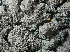 Xanthoparmelia plittii