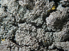 Xanthoparmelia plittii