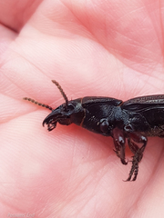 Mecodema sculpturatum