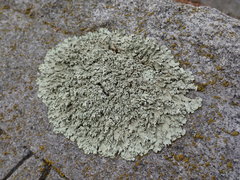Xanthoparmelia angustiphylla