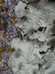 Xanthoparmelia angustiphylla