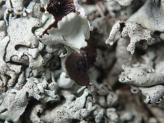 Xanthoparmelia angustiphylla