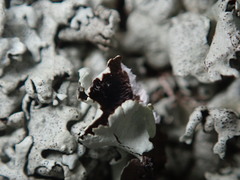 Xanthoparmelia angustiphylla