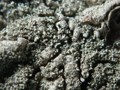 Xanthoparmelia plittii