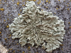 Xanthoparmelia plittii