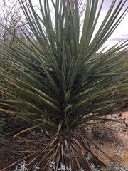 Yucca torreyi