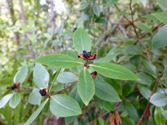 Pittosporum cornifolium